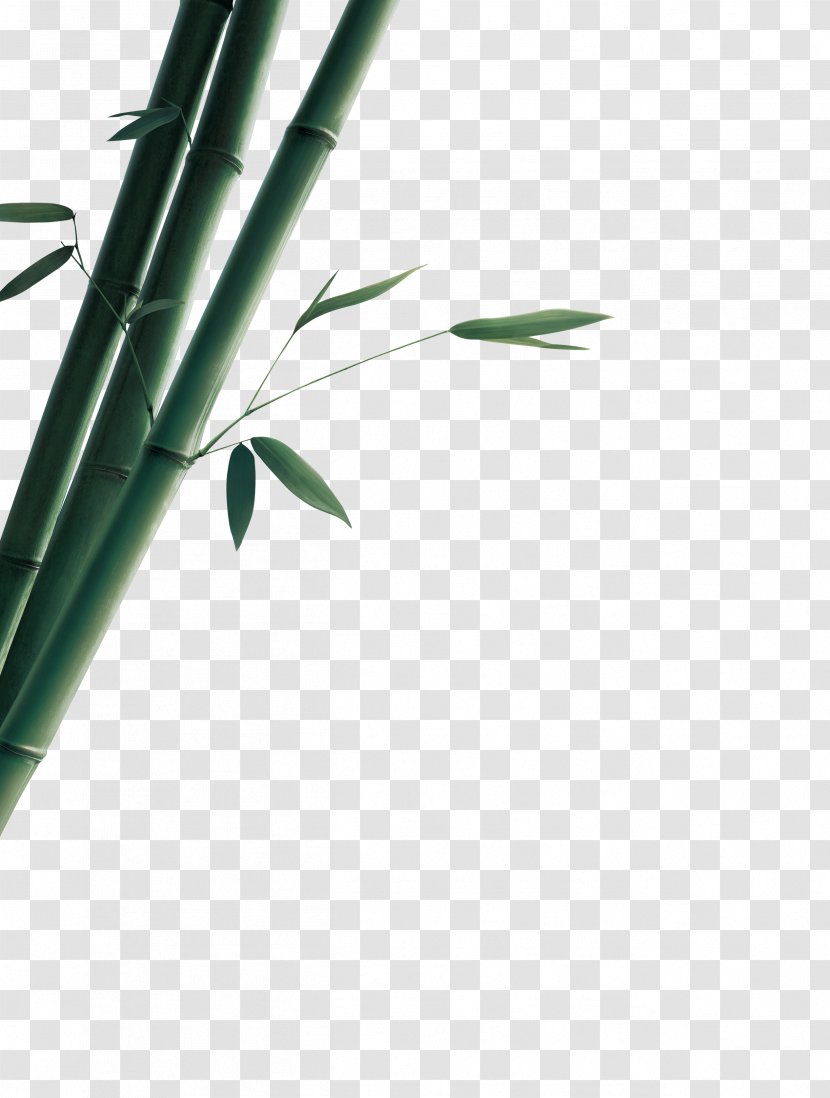 Bamboo Bamboe Gratis Euclidean Vector - Green Transparent PNG