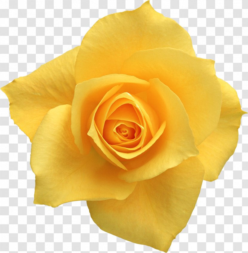 Beach Rose Cut Flowers Yellow Oxeye Daisy - Flower - Orange Transparent PNG