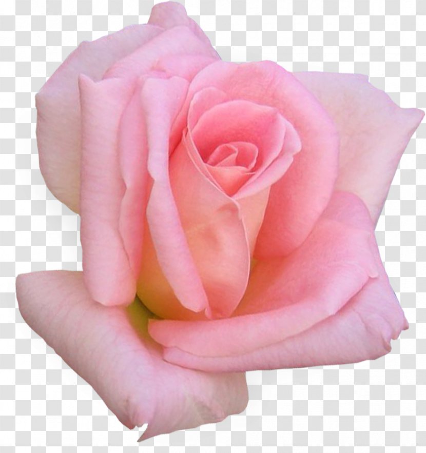 Garden Roses Cabbage Rose Flower Floribunda Clip Art Transparent PNG