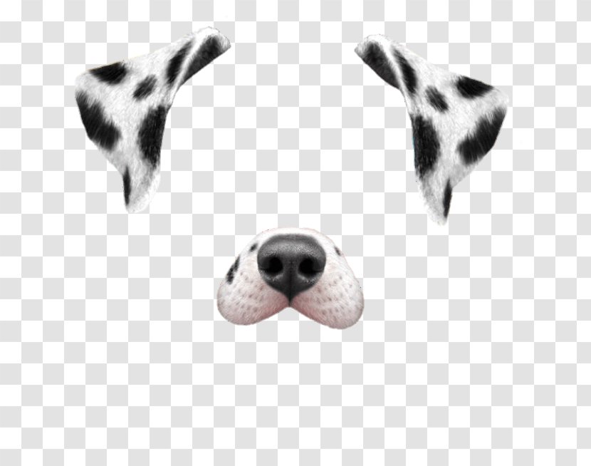 Dalmatian Dog Puppy Snapchat Dancing Hot - Posters Aesthetic Beauty Salons Transparent PNG
