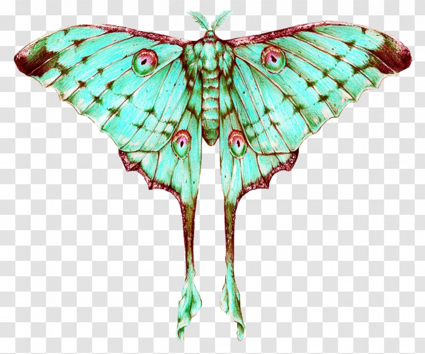 Comet Moth Monarch Butterfly Insect - Drawing Luna Transparent PNG