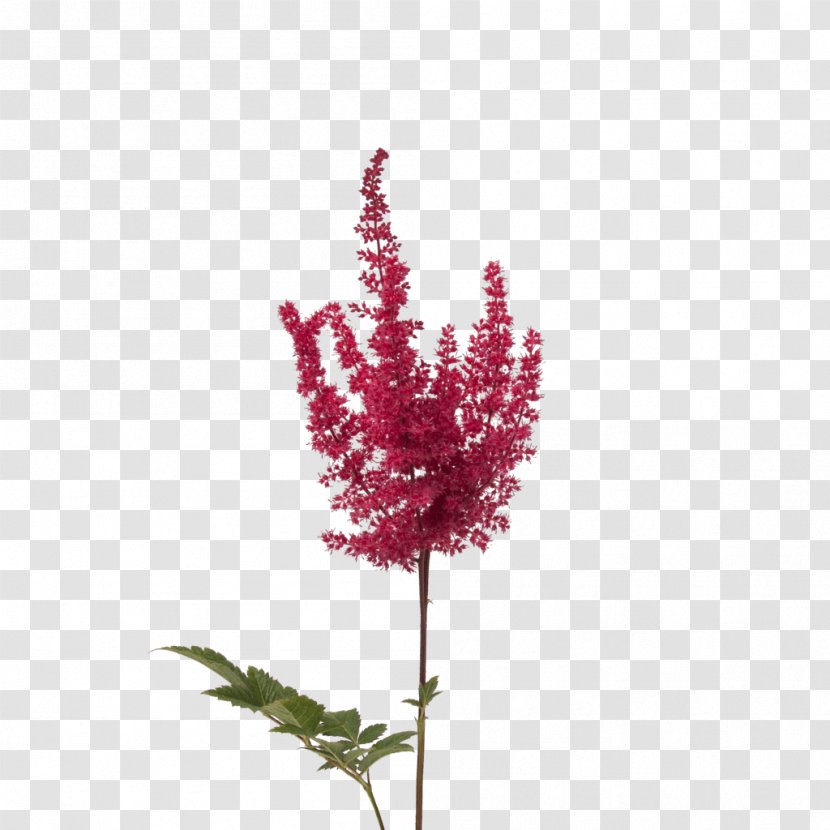 Twig Cut Flowers Plant Stem Pink M Flowering - Red Raununculs Transparent PNG