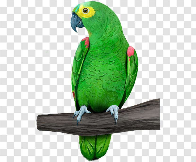 Amazon Parrot Bird Sellecta Rovani Macaw - Common Pet Parakeet - Minimacaw Transparent PNG