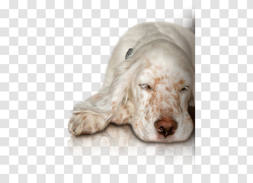 American Cocker Spaniel English Setter Dog Breed Companion - Snout Transparent PNG