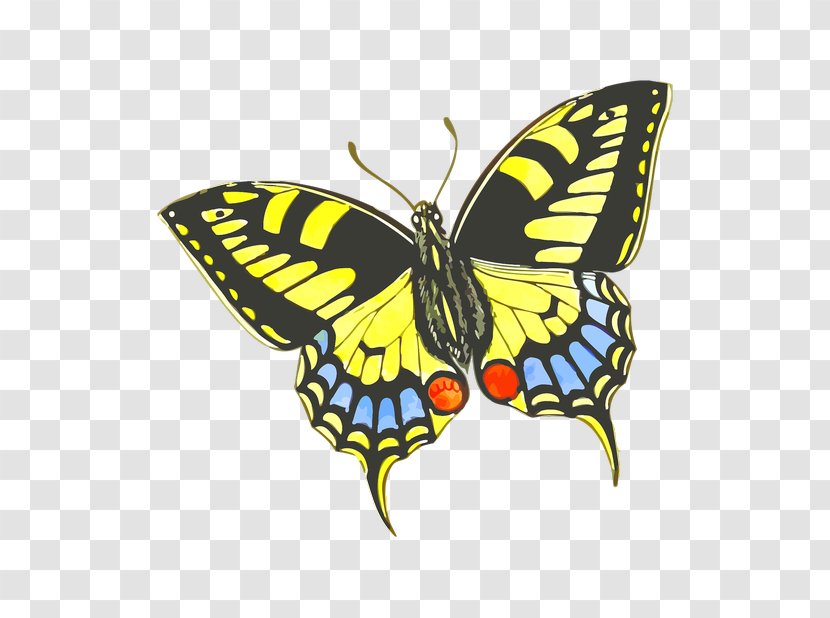 Butterfly Insect Drawing How To Raise Monarch Butterflies: A Step-by-step Guide For Kids Clip Art - House Transparent PNG