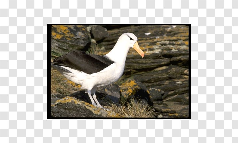 Gulls Bird Gannets Wader Albatross - Feather Transparent PNG