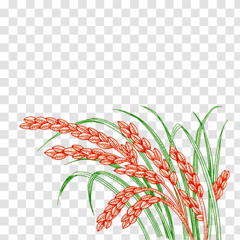 Paddy Field Oryza Sativa Rice - Cereal - Wheat Transparent PNG