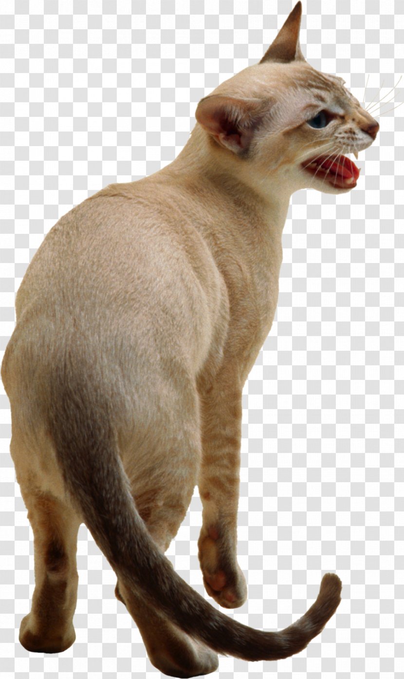 Siamese Cat Snowshoe Burmese Kitten Dog - Breed - Cats Transparent PNG