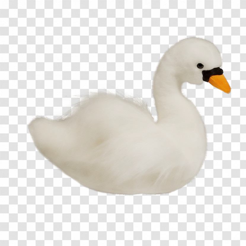 Bird Swan Duck Water Bird White Transparent PNG