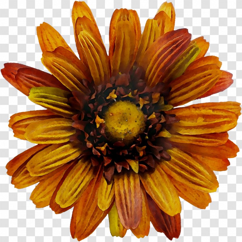 Chrysanthemum Yellow Cut Flowers Sunflower - African Daisy - Aster Transparent PNG