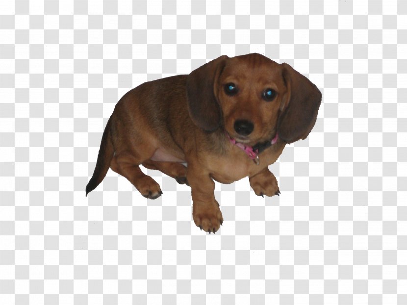 Dachshund Puppy Dog Breed Companion Hound Transparent PNG