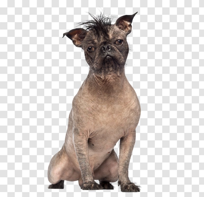 French Bulldog Chinese Crested Dog World's Ugliest Contest Yorkshire Terrier - Carnivoran - Puppy Transparent PNG