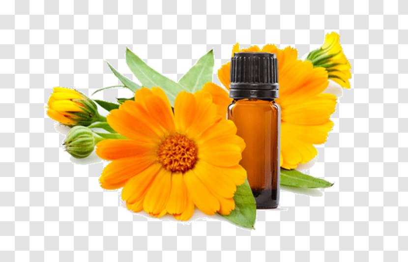 Calendula Officinalis Flower Skin Care Marigold Ointment - Silhouette Transparent PNG