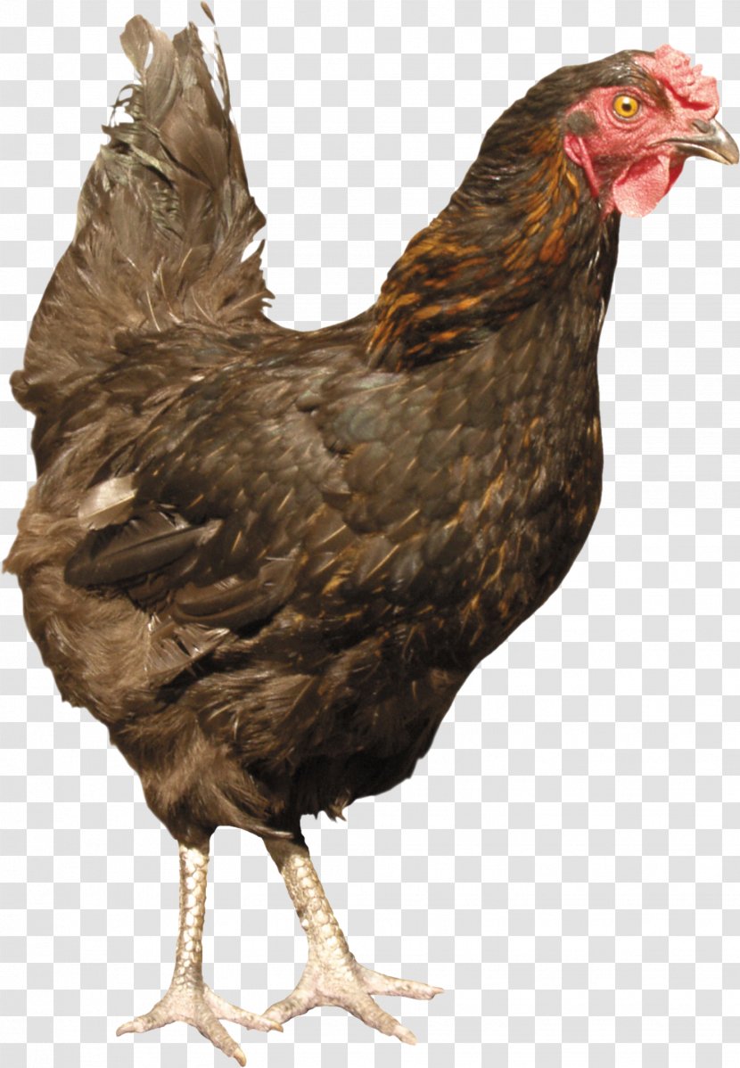 Silkie Poultry - Chicken - Image Transparent PNG