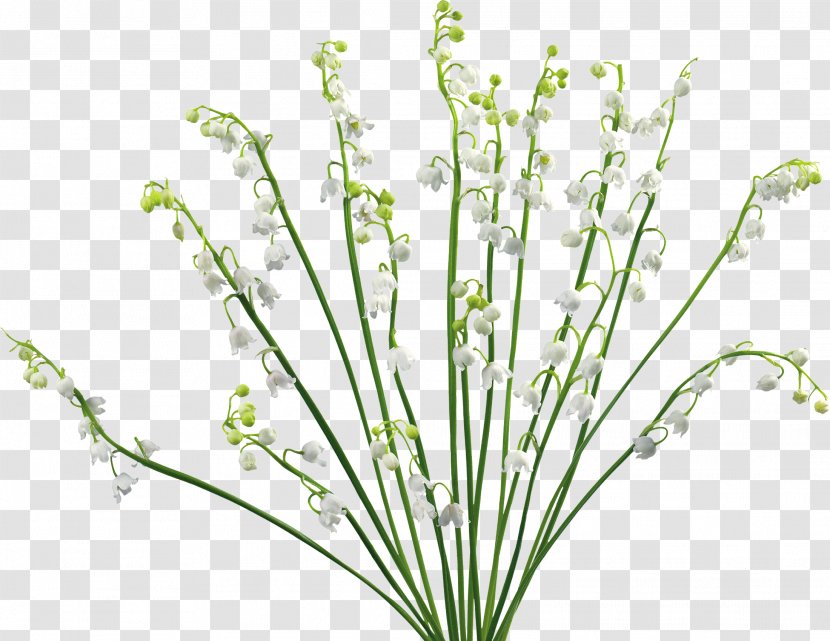 Desktop Wallpaper - Mobile Phones - Lily Of The Valley Transparent PNG