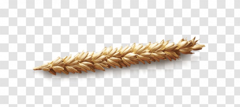 Wheat Cereal Grain Commodity Transparent PNG