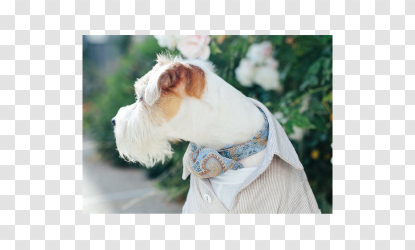 Dog Breed Shih Tzu Companion Clothes - Wearing Tie Transparent PNG