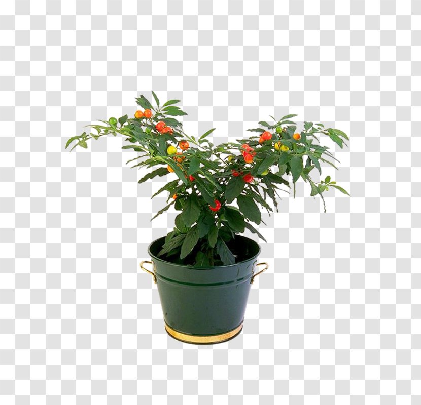 Houseplant Flowerpot - Shrub - Plant Transparent PNG