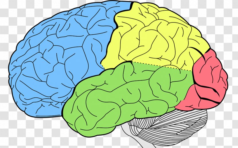 Lobes Of The Brain Human Temporal Lobe Frontal - Frame Transparent PNG