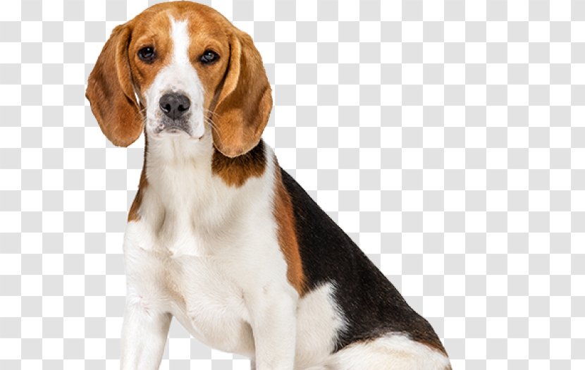 Beagle German Shepherd Pet T-shirt Coat - Carnivoran Transparent PNG