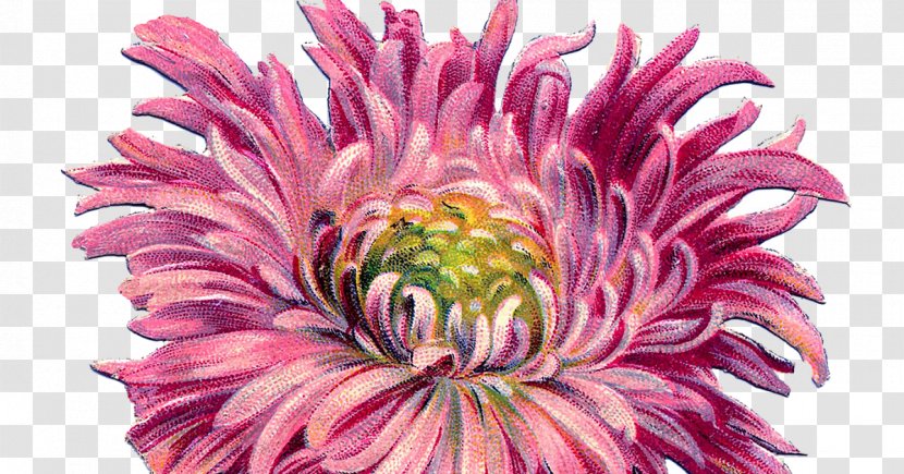 Chrysanthemum Dahlia Cut Flowers Floral Design - Pyrethrum - старинные Transparent PNG