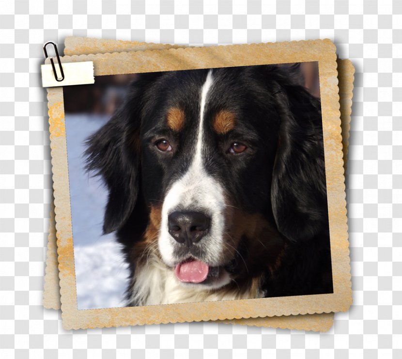 Dog Breed Bernese Mountain Greater Swiss Transparent PNG