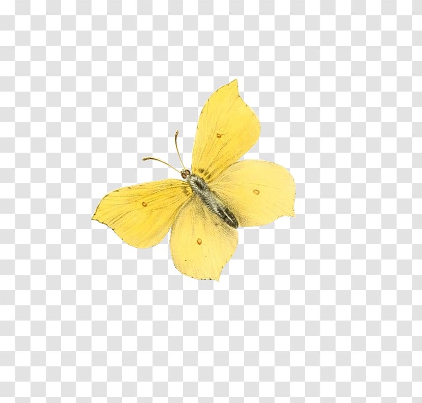 Butterfly Moth Clip Art - Wing - Small Transparent PNG