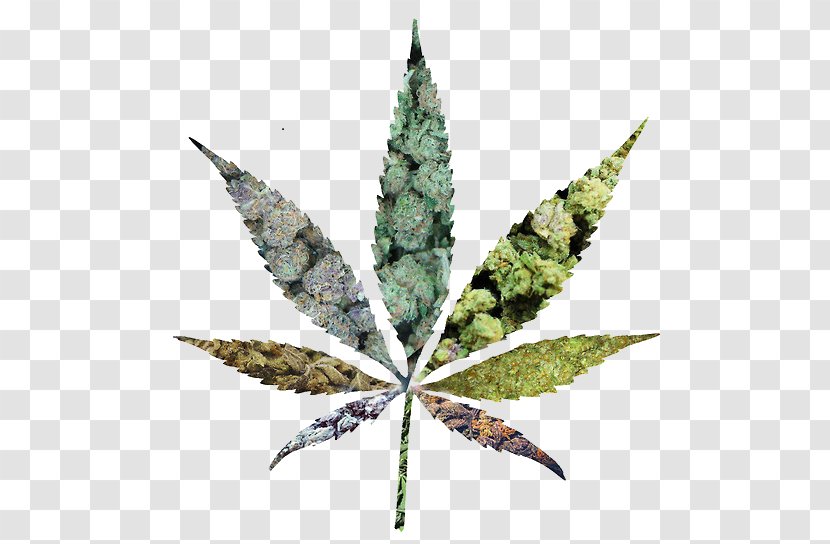 Medical Cannabis Cannabidiol Legalization Marijuana Transparent PNG