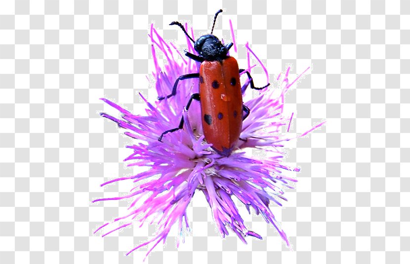 Insect Ladybird Invertebrate - Purple - Ladybug Transparent PNG