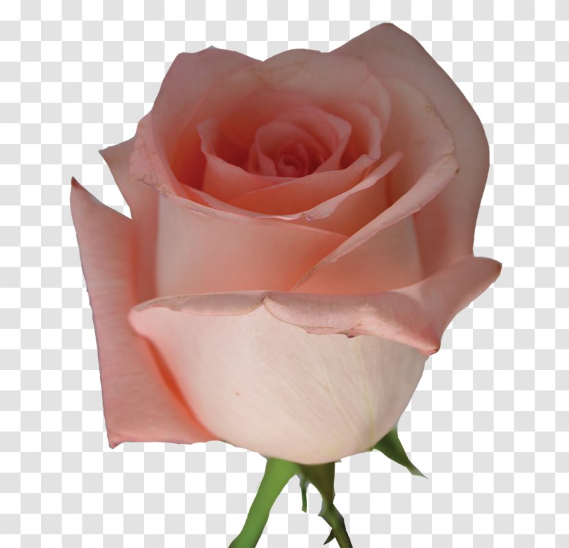 Light Centifolia Roses Pink Flower Garden - Rose Order - Petal Transparent PNG