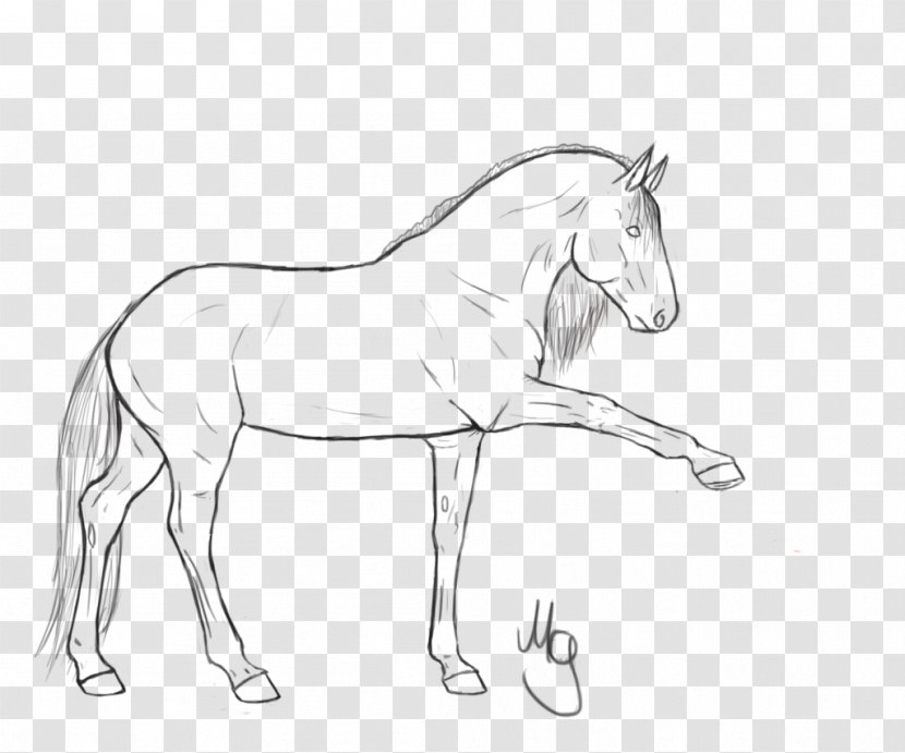 Mule Bridle Stallion Halter Mustang - White - Horse Drawing Transparent PNG