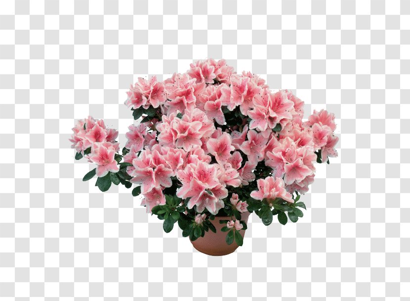 Encore Azalea Rhododendron Simsii Stock Photography Plants - Chrysanths - Azaleas Transparent PNG