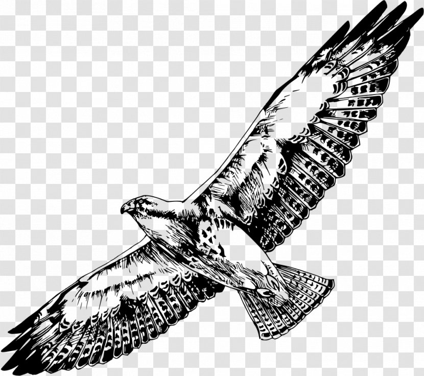 Bird Of Prey Swainson's Hawk Clip Art - Peregrine Falcon - Black Transparent PNG