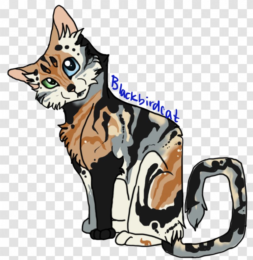Whiskers Kitten Tiger Cat Warriors - Point Coloration Transparent PNG