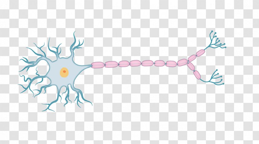 Physiology Drawing Action Potential Organism - Frame - Neurons Transparent PNG