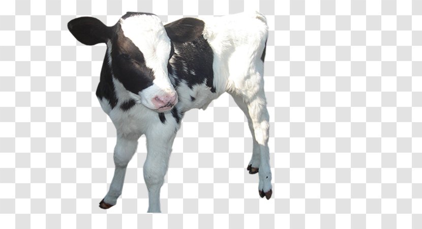 Calf Dexter Cattle Sheep Shorthorn Dairy - Goat Transparent PNG