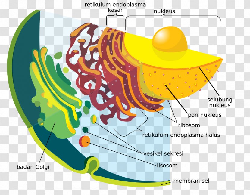 Endoplasmic Reticulum Endomembrane System Cell Nuclear Envelope Organelle - Flower - Di Dalam Ruangan Transparent PNG