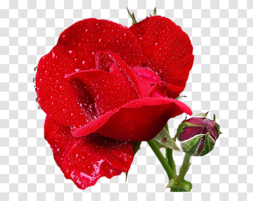 Garden Roses Cabbage Rose Floribunda Chinese Cuisine Cut Flowers - Family - Valentine's Day Transparent PNG