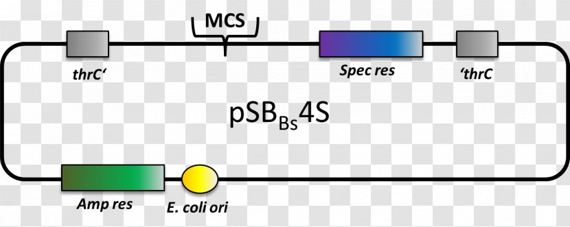 Ludwig Maximilian University Of Munich International Genetically Engineered Machine Physics College - Diagram - Cloning Vector Transparent PNG