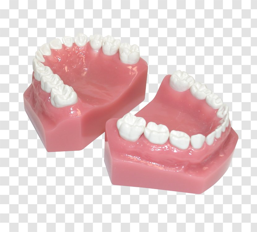 Human Tooth Pediatric Crowns Posterior Teeth - Dental Restoration - Model Transparent PNG