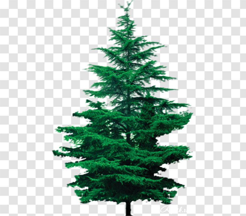 Spruce Tree House Pine Larch - Qiaomu Transparent PNG
