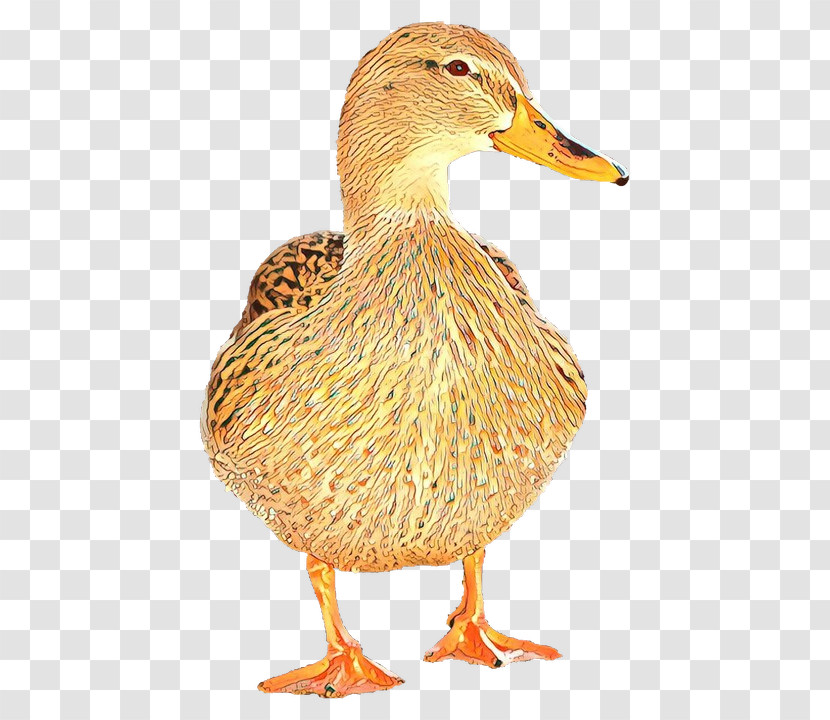 Bird Duck Ducks, Geese And Swans Water Bird Mallard Transparent PNG