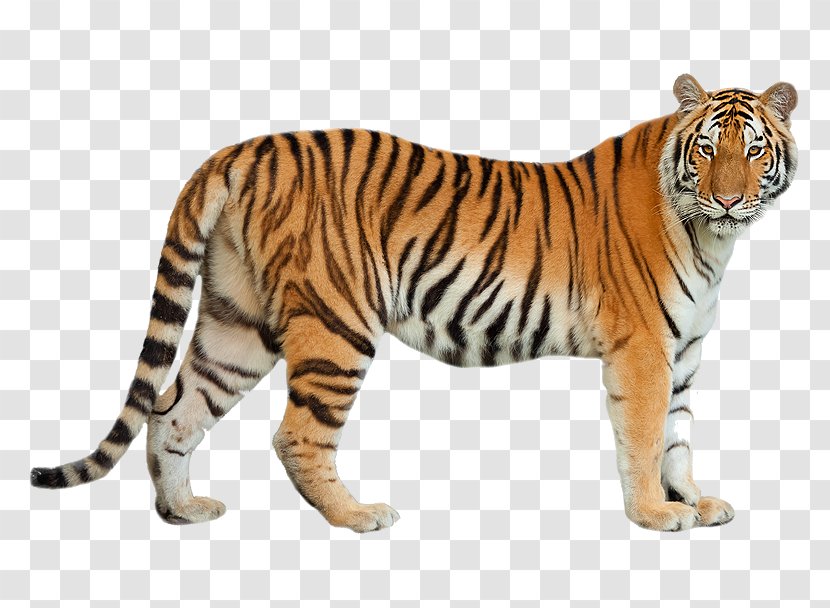 Felidae Siberian Tiger Bengal Cat Amur Leopard - Carnivoran - Suo Transparent PNG
