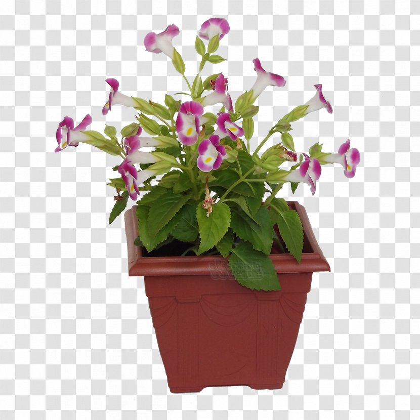 Ceramic Flowerpot Ornamental Plant Violet Color - Shrub Transparent PNG