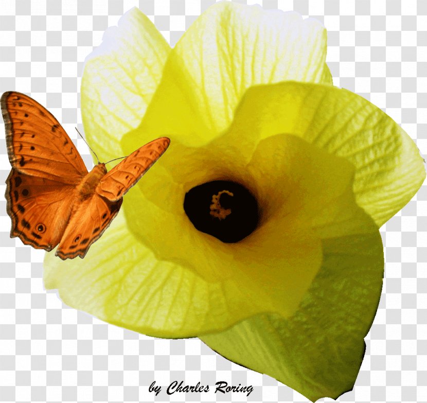 Butterfly Free-diving Snorkeling Insect Pollinator - Hibiscus Transparent PNG
