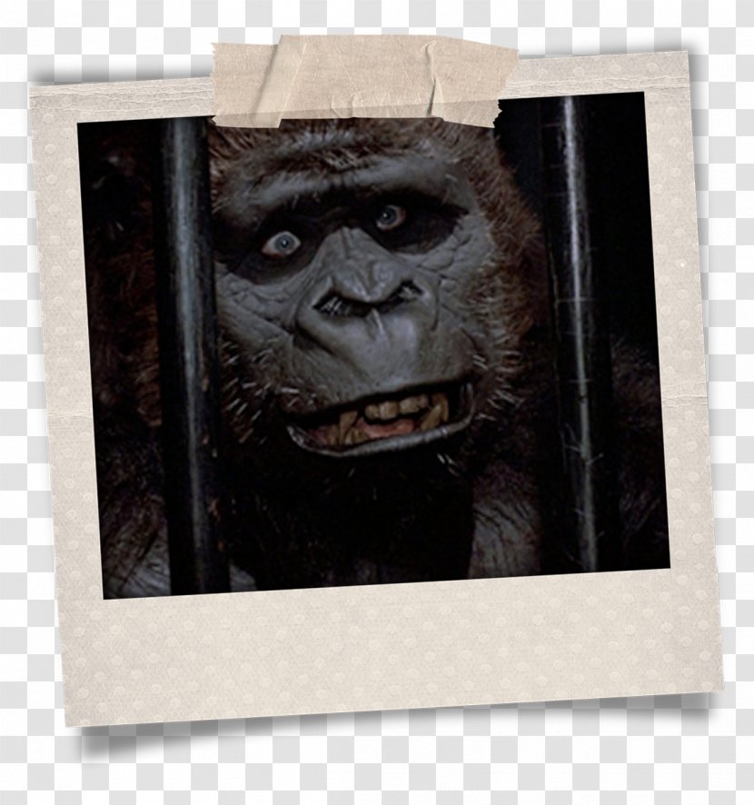 Gorilla Suit Common Chimpanzee Ape - Great Transparent PNG