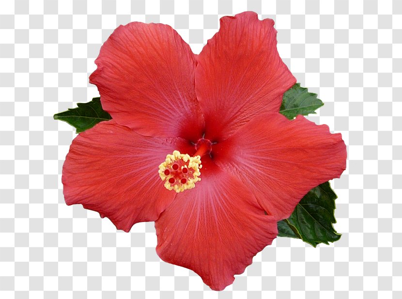 Shoeblackplant Flower Hibiscus Tea Hawaiian Mallows - Alyogyne Huegelii Transparent PNG