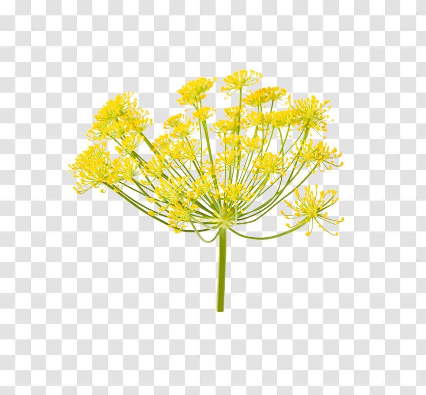 Fennel Stock Photography Ferula Communis Apiaceae Royalty-free - Yellow Transparent PNG