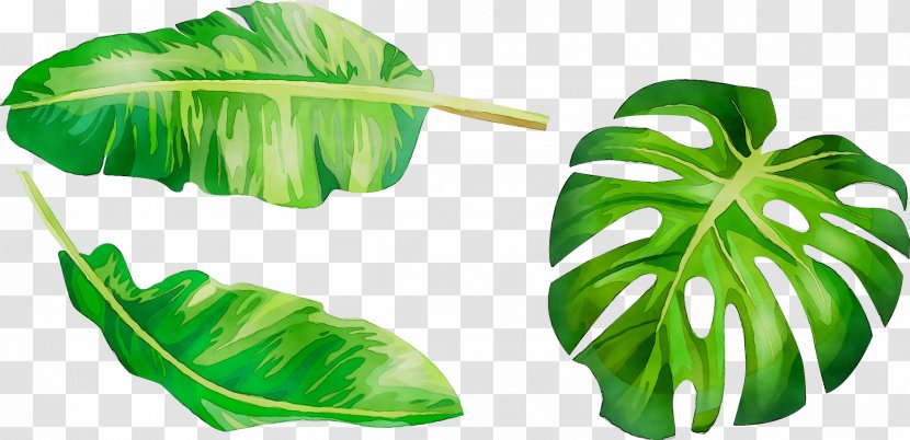 Photograph Vector Graphics Image Drawing Illustration - Plant - Leaf Transparent PNG