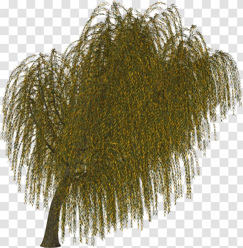 Branch Tree Twig Evergreen Leaf - Vascular Plant Transparent PNG